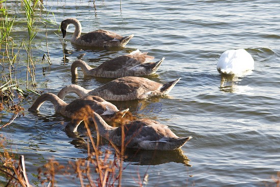 Swans at Ladyburn Lake.