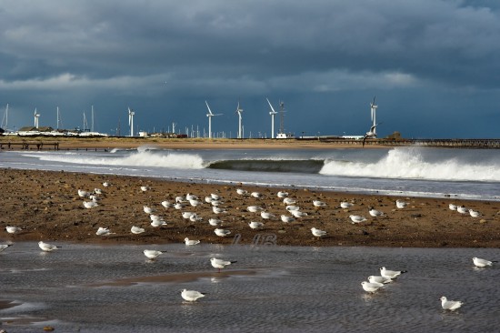 Gulls on Blyth South Beach, Northumberland Coast.
