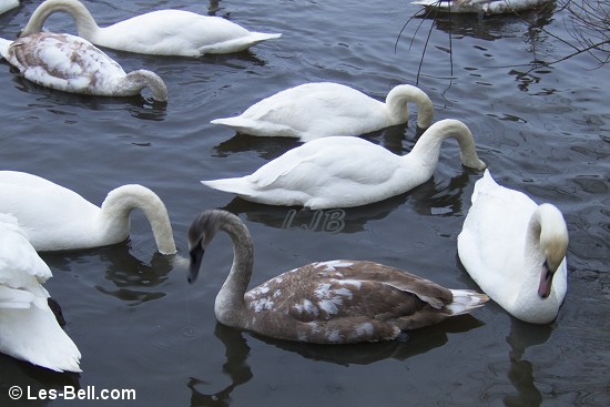 Swans at Bolam Lake, Northumberland.