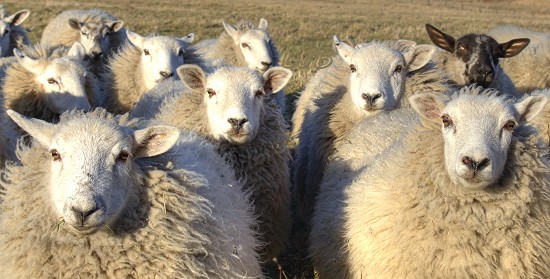 Friendly Sheep at Druridge Bay Nature Reserve, Northumberland.