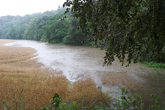 River Wansbeck in full flood at Bothal.