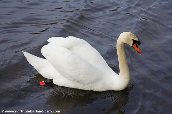 Swan on the River Wansbeck at Stakeford, Northumberland.