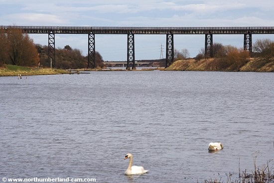 Swans on the River Wansbeck at Stakeford, Northumberland.