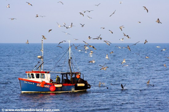 Gulls and Cormorants circling a Fishing boat moored off Amble, Northumberland Coast.