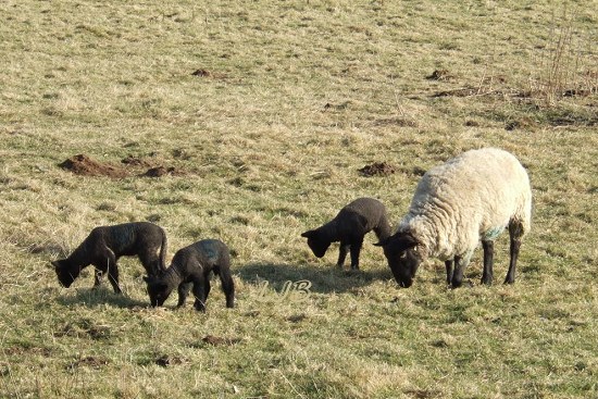Ewe with three black lambs at Weldon Bridge, Northumberland.