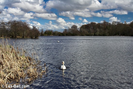 Swans at Bolam Lake and Country Park, Northumberland.