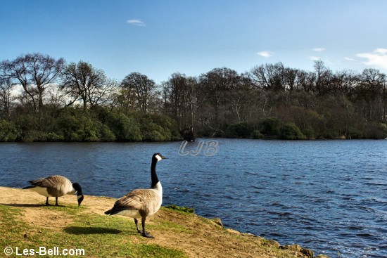 Geese at Bolam Lake and Country Park, Northumberland.