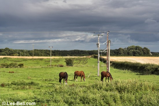 Horses near Bothal.