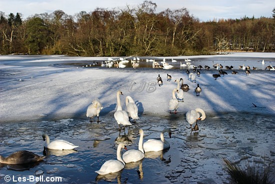 Swans and geese on one of the few parts of Bolam Lake that was not frozen.