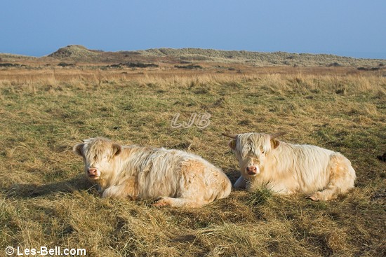 Highland cattle calves at Druridge Bay.