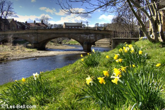 Daffodils beside the River Wansbeck at Morpeth.