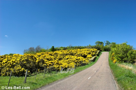 Gorse on the road from Netherwitton to Rothbury, Northumberland.