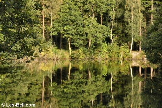 Lake in the woods at Englethwaite Hall Caravan Club Site,Eden Valley, Cumbria.