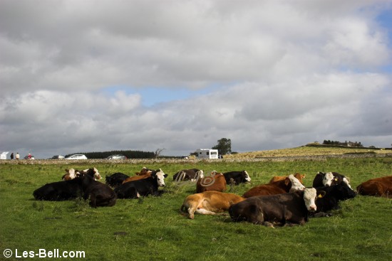 Cattle relaxing near the Roman Wall in Northumberland.