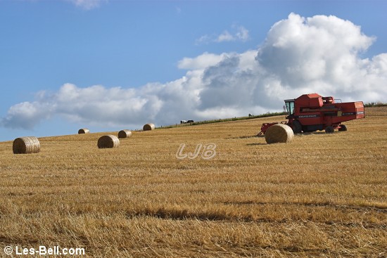 Harvesting at Newbrough, Northumberland.
