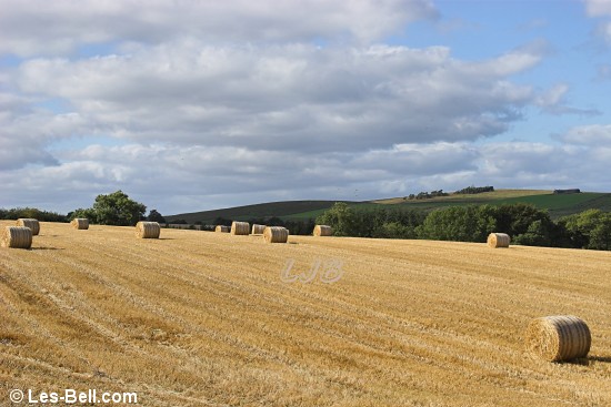 Harvesting at Newbrough, Northumberland.