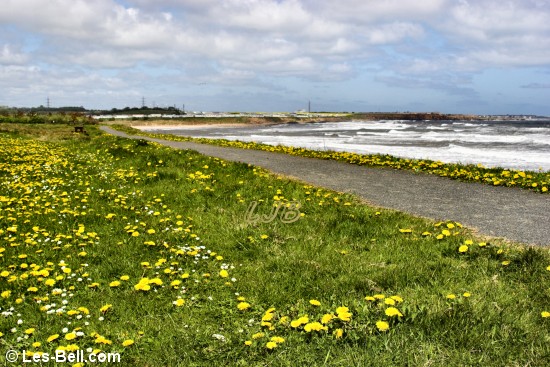 Dandelions on the coast at Cambois.