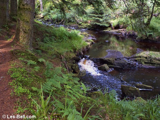 Hindhope Burn, Redesdale Forest, Northumberland.