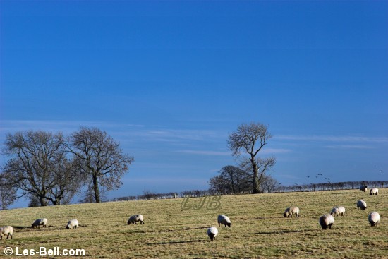 Sheep grazing near Nunriding, Northumberland.