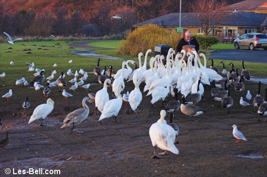 Feeding time for swans and geese at Queen Elizabeth II Country Park, Woodhorn, Ashington, Northumberland.