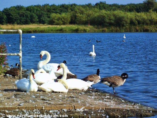 Swans and geese at QE II Country Park and Lake, Ashington, Northumberland.