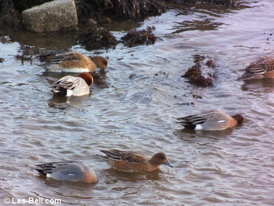 Ducks at Amble, Northumberland Coast.