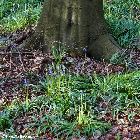 First of the Bluebells in Bothal Woods.