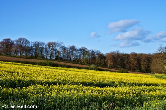 View across yellow rapeseed fields at Bothal.