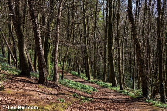 Footpath through Bothal Woods.