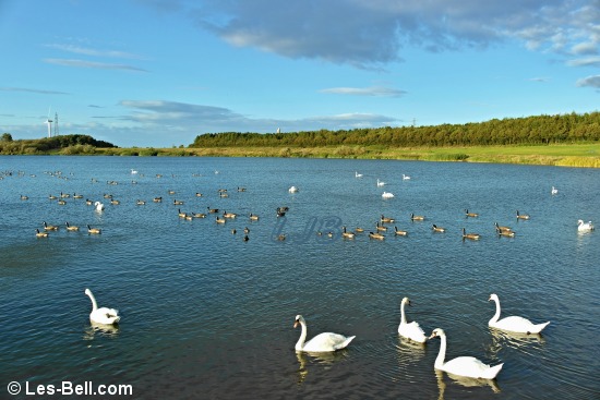 Swans, geese and coots at QEII Country Park, Ashington.