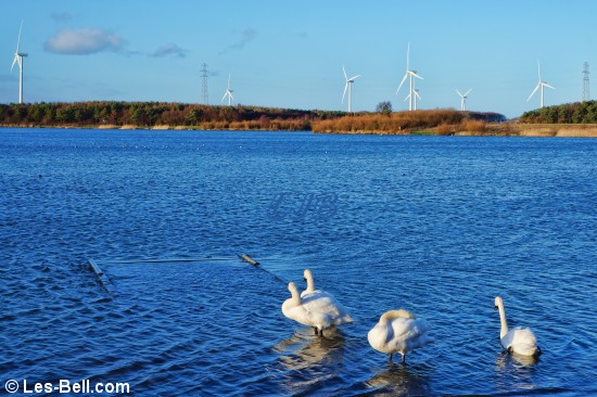 Swans on the lake at QEII Country Park, Ashington, Northumberland.