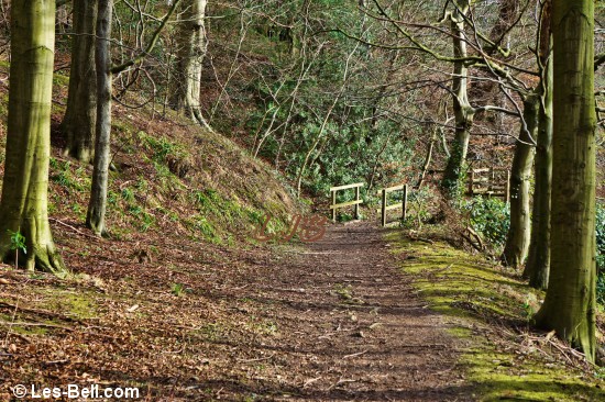 Footpath through Bothal Woods.