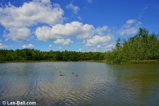 Lake at Haydon Letch, Ashington Community Woodland.