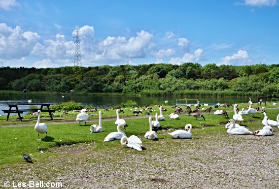 Swans and geese at QEII Country Park and Lake.
