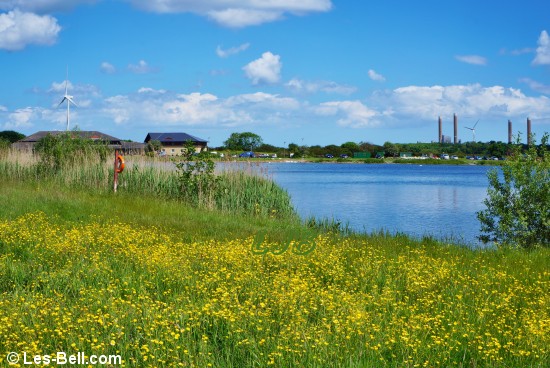 Buttercups at QEII Country Park and Lake.