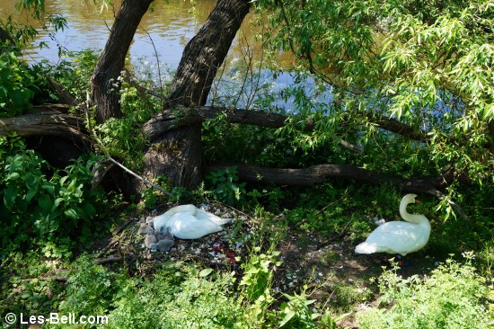 Swan family at their nest.