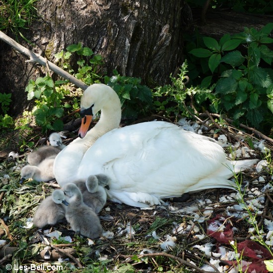 Swan sitting with her cygnets at Sheepwash.