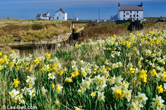 Daffodils at Seaton Sluice Harbour, Northumberland Coast.