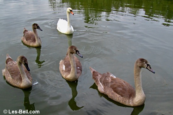 Swan family on the lake at Ashington Community Woodland.