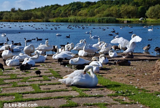 Swans and Geese at QEII Country Park and Lake, Ashington.