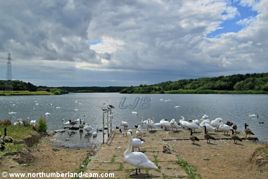 Swans and geese beside the lake at QEII Country Park, Ashington.