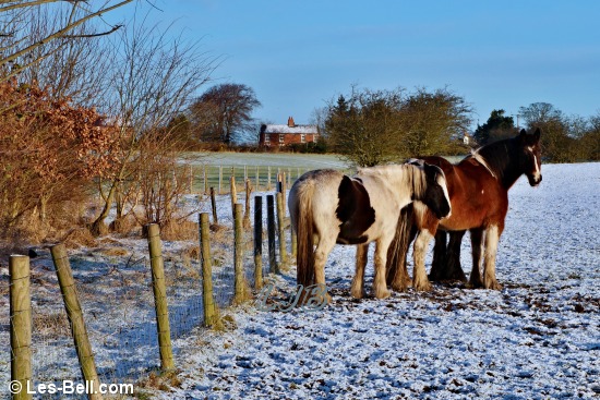 Horses on a cold morning at Pegswood Country Park.