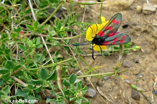 Six-spot Burnet Moth at Pegswood Community Country Park.