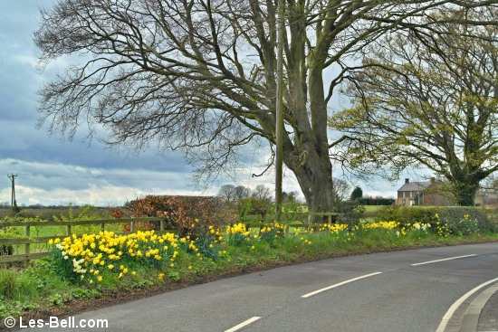 Daffodils on the roadside between Bothal and Pegswood.
