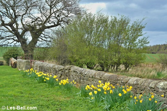 Daffodils on the roadside between Bothal and Pegswood.