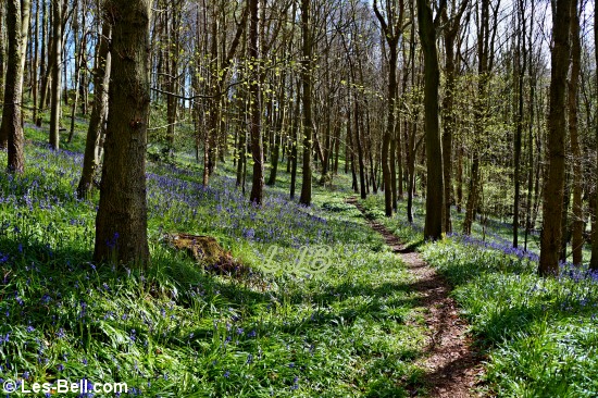 Bluebells flowering in Bothal Woods.