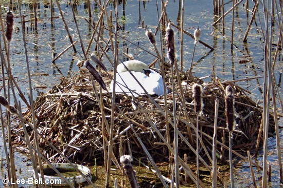 Swan on her nest on the lake at Coney Garth.