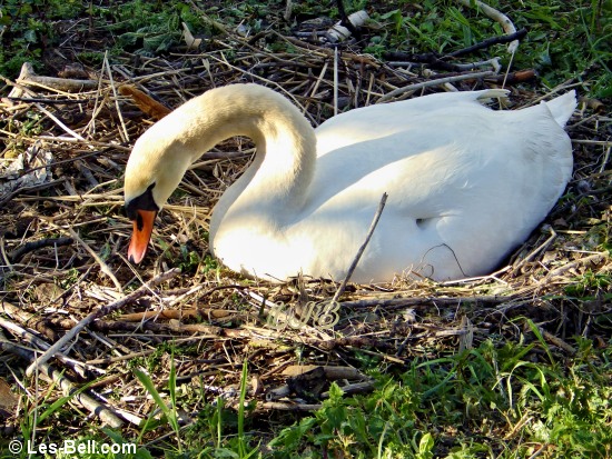 Swan sitting on her nest - seen from Sheepwash Bridge.