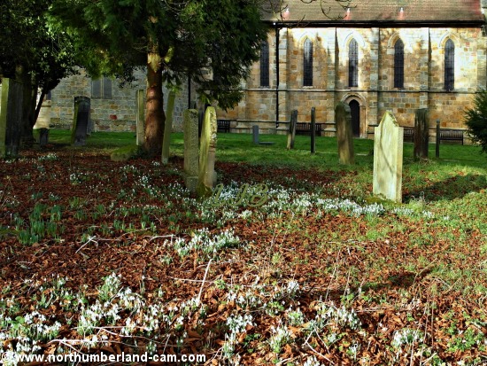 Snowdrops at St. Mary Magdalene Church, Mitford.