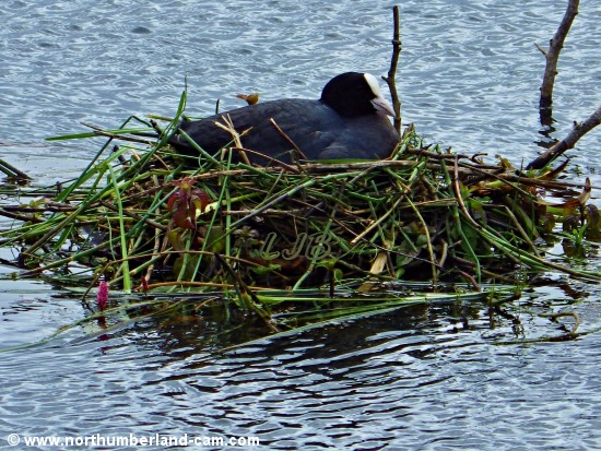 Coot sitting on her island nest on the lake at Coney Garth near Ashington.
